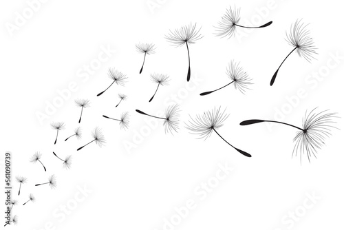 Vector illustration dandelion time. Black Dandelion seeds blowing in the wind. The wind inflates a dandelion isolated on white background.