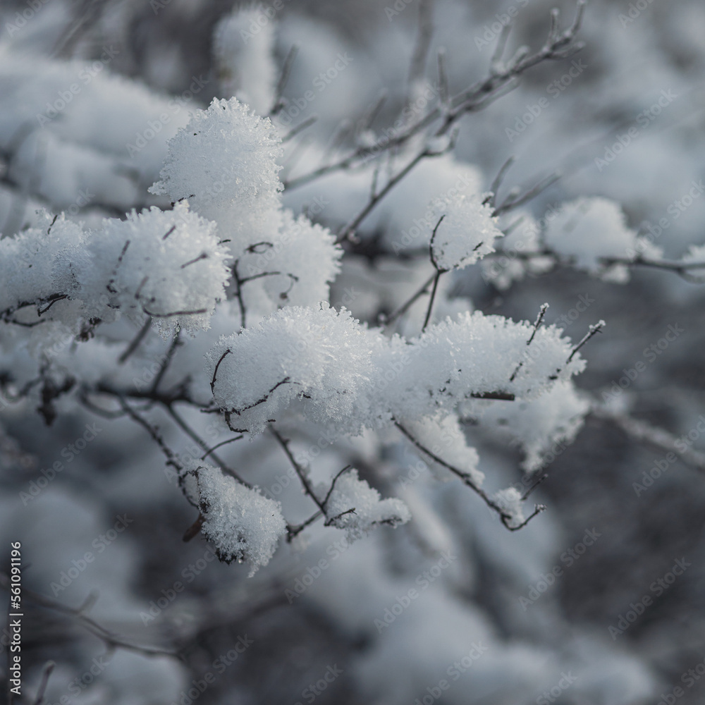 Closeup view on a branch covered in snow.