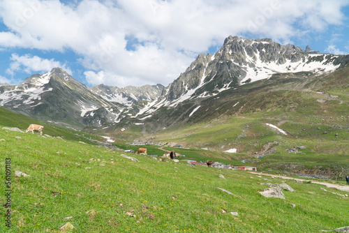  landscape in the alps with cows grazing in fresh green meadows between blooming flowers, small farmhouses and snowcapped mountain tops