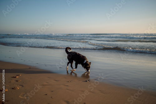A collie boarder on the seashore. A dog on the oceanfront.