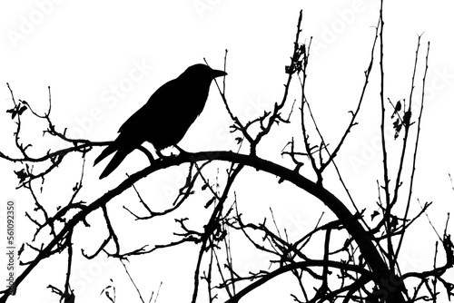 Black silhouette of raven perching on a tree branch