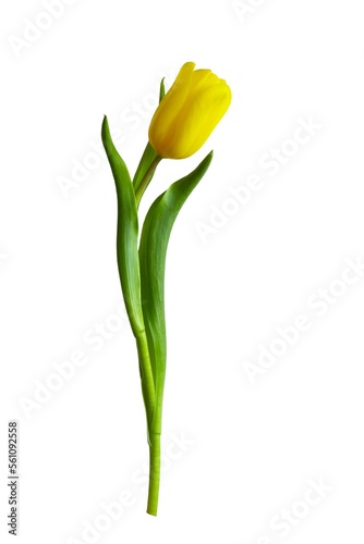 A beautiful yellow tulip isolated on white background. © Inna