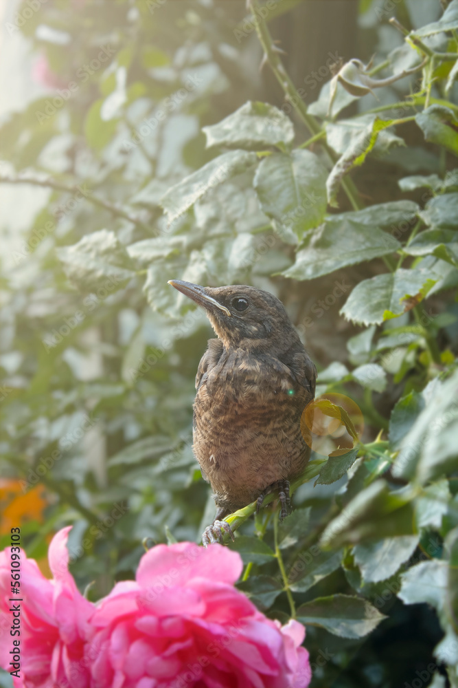 bird on a branch bird on a branch