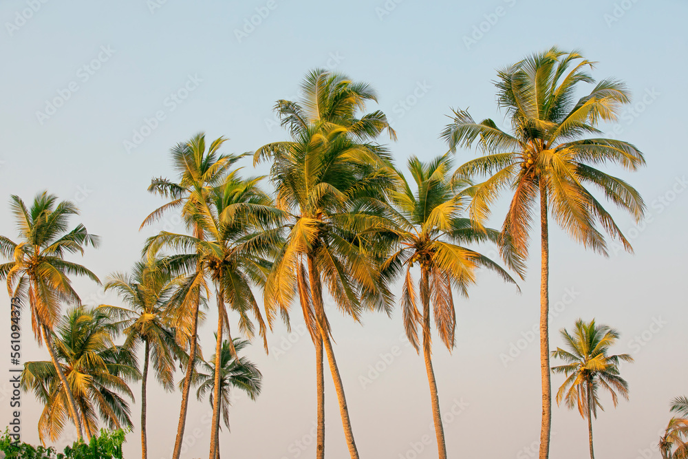 On a beautiful sunny day, a lovely coconut palm tree, backdrop. On a beautiful sunny day, a lovely coconut palm tree, backdrop.