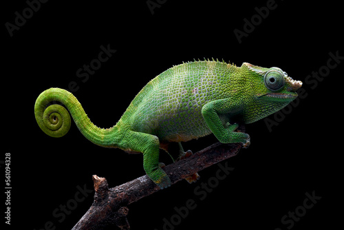 Female Fischer chameleon on a black background