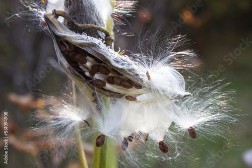 Milkweed seeds (Asclepias tuberosa) fluffed up by the wind are ready to become airborne. Common milkweed knows as butterfly flower, silkweed, silky swallow-wort, and Virginia silkweed. Closeup photo