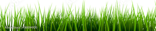 grass green isolated background for spring - 3d rendering