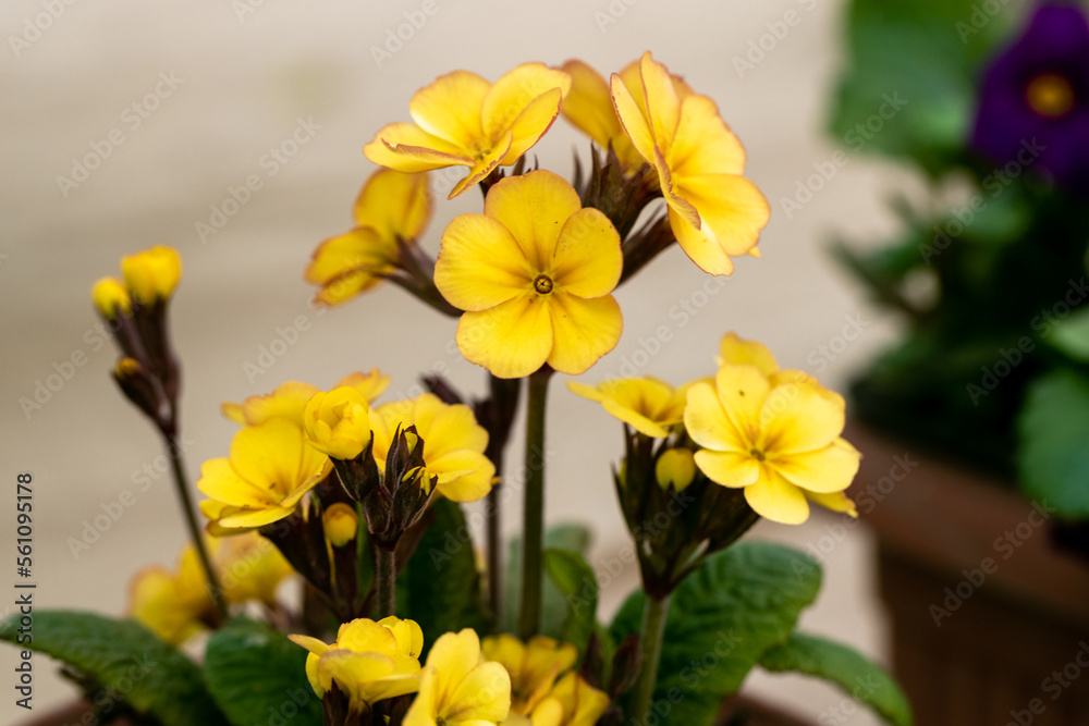 Beautiful primula (primrose) plant with yellow flowers. Spring blossom Beautiful primula (primrose) plant with yellow flowers. Spring blossom