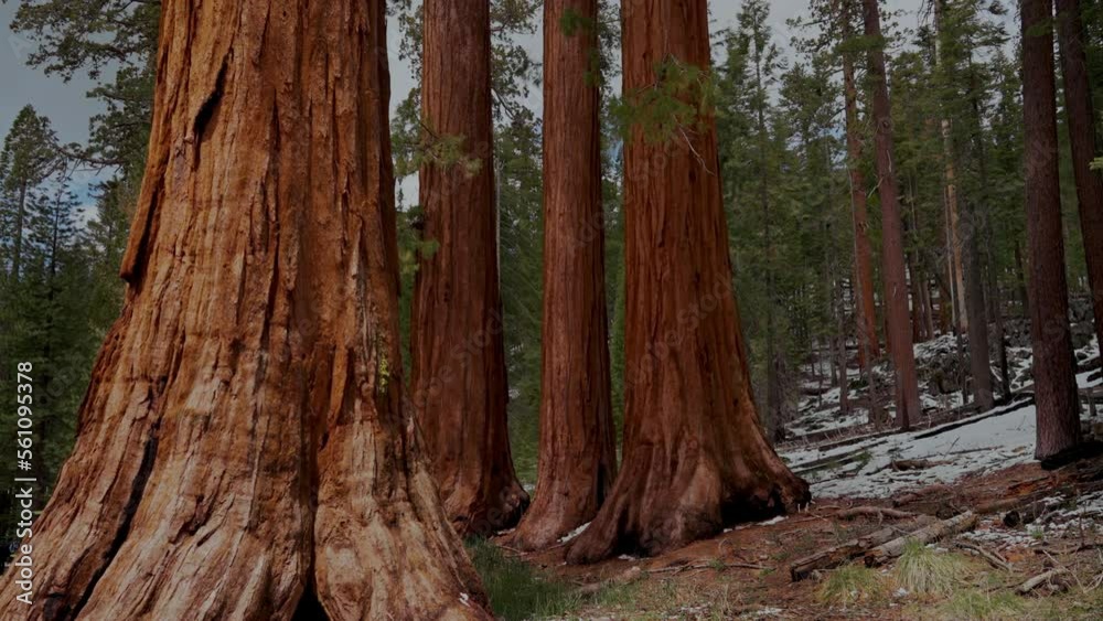 giant sequoia trees in the forest