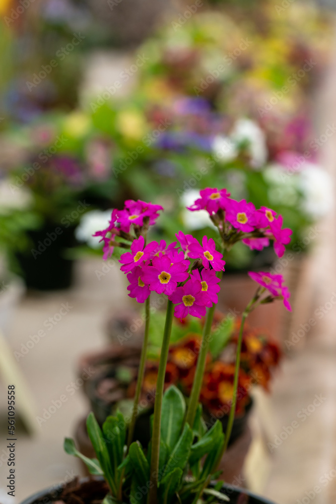 Obraz premium Beautiful primula primrose plant with purple flowers. Spring blossom
