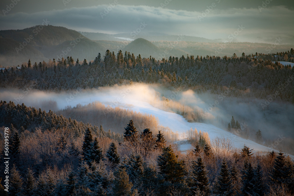 Mysterious and magical landscape of misty mountains,
fabulous misty pine and fir forest, Bieszczady, Poland