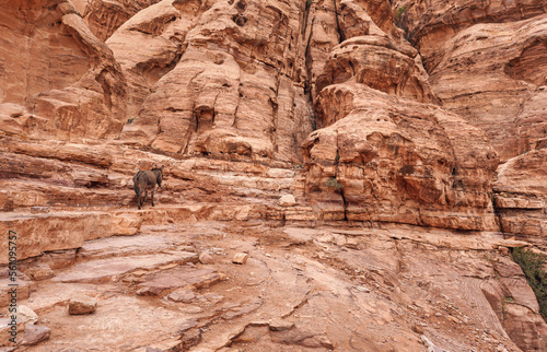 Typical landscape at Petra, Jordan, rocky walls around, few small green plants growing in red dusty ground, small donkey secured with rope to wall