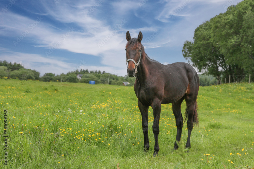 Fototapeta premium Horse in the meadow,Helgeland,Norway,Europe