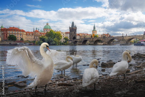 Swan in front of Charles Bridge - Prague, Czech Republic