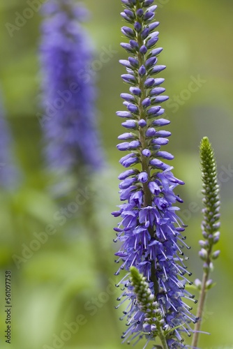 blue flower