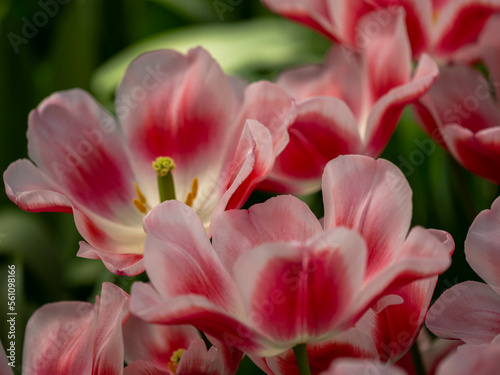 Spring flowers in the garden