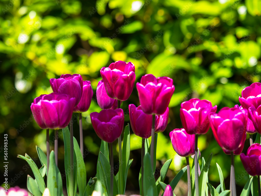 Fototapeta premium Spring flowers in the garden