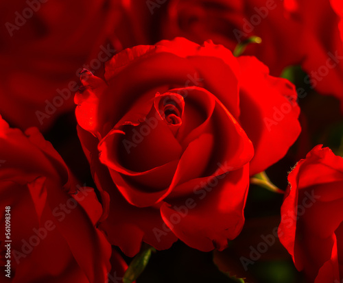 Fototapeta Naklejka Na Ścianę i Meble -  Czerwone róże na czarnym tle