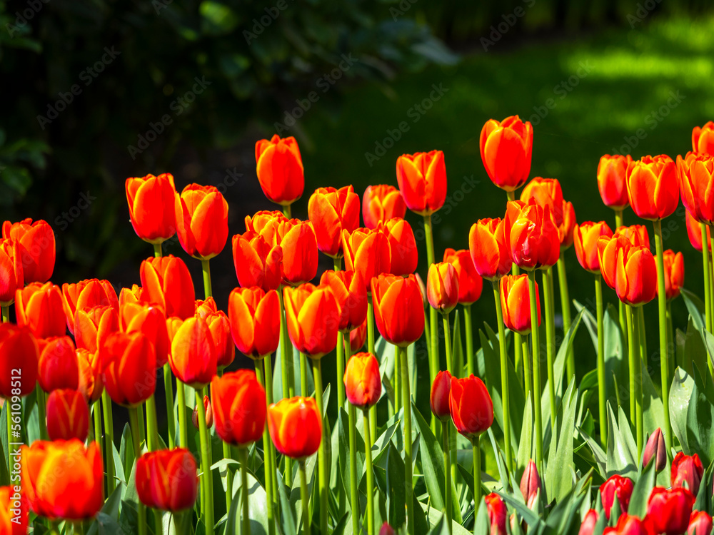 Obraz premium Spring flowers in keukenhof garden, holland