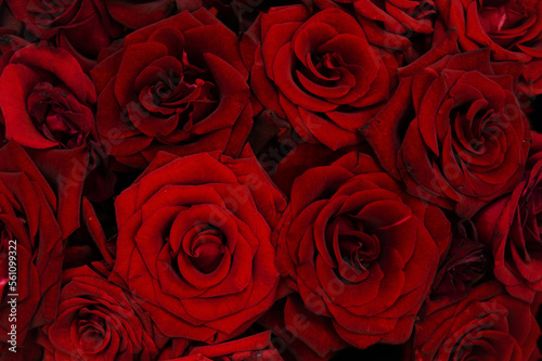 Dark red velvet roses on a black background. Wallpapers  nature