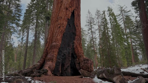 giant sequoia trees in the forest
