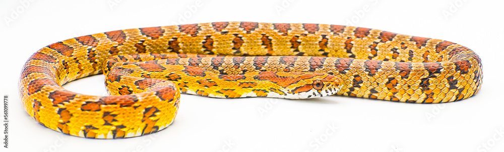Obraz premium corn snake - Pantherophis guttatus - formerly known as Elaphe Guttata or red rat snake. Isolated on white background