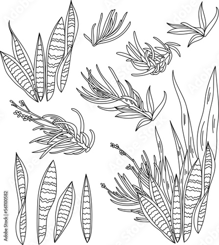 Set of exotic leaves and flowers  botanical illustration 