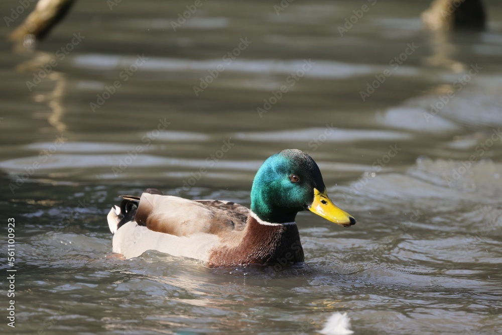 Fototapeta premium Duck with a green head on the water