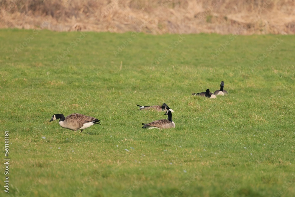 A couple of american gooses are resting on the green grass A couple of american gooses are resting on the green grass