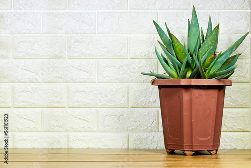 Aloe Vera Plant pot on wooden board empty table - can be used for display or montage your products