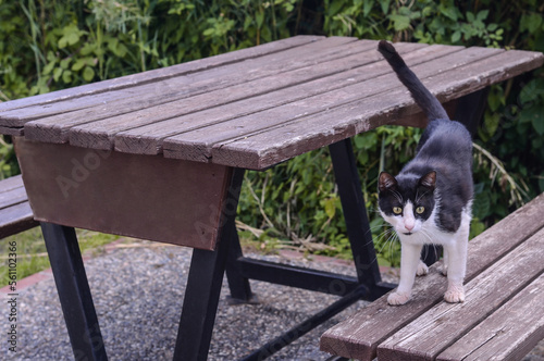 black and white cat sits on a park bench.