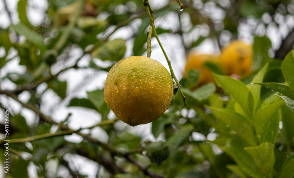 Lemon on tree.	