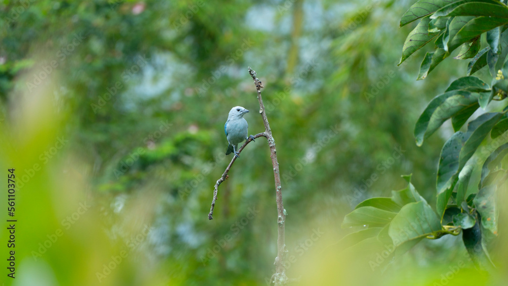 La tangara azuleja4​ (en Costa Rica, Panamá y Perú) (Thraupis episcopus) también denominada tángara azulada (en Nicaragua), azulejo de jardín (en Venezuela), azulejo común (en Colombia), tangara azulg