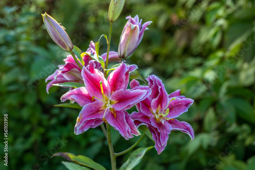 Scented pollen-free double lilies in garden with green background photo