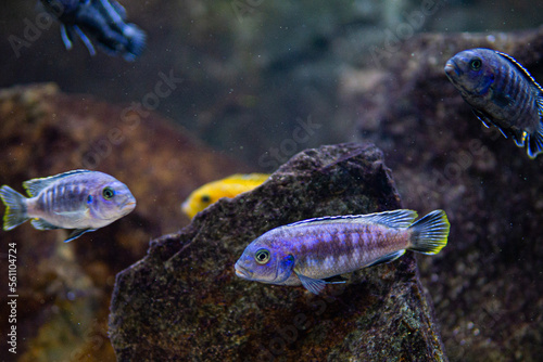 Pseudotropheus saulosi