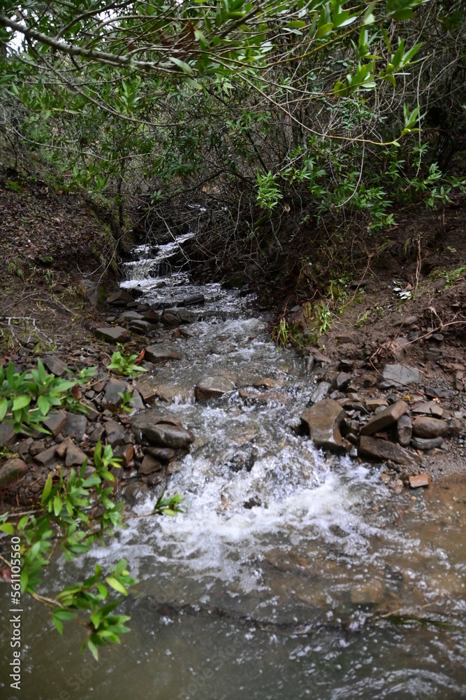 Fototapeta premium stream in the forest