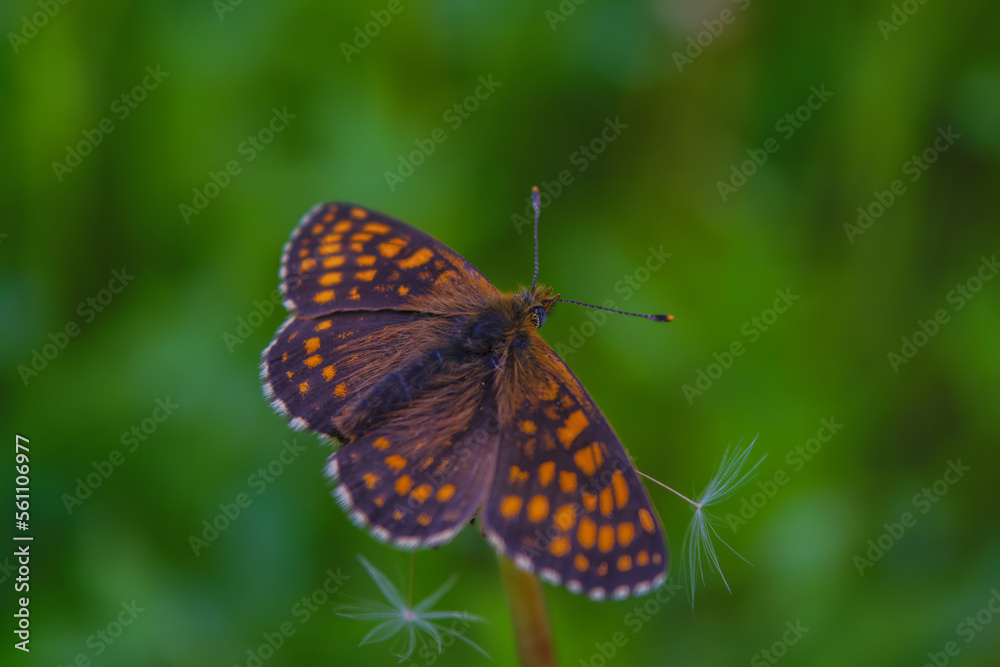 Top view of brown and orange spotted butterfly, false heath fritillary, an endangered species, sitting on green grass. Blurry background. Summer day in nature. Top view of brown and orange spotted butterfly, false heath fritillary, an endangered species, sitting on green grass. Blurry background. Summer day in nature.