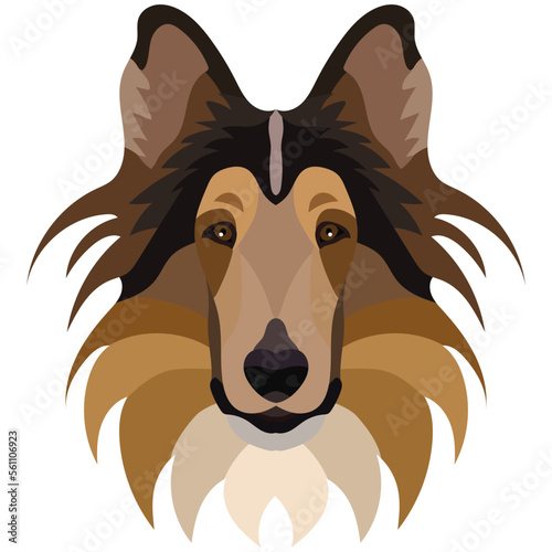 Collie face. Vector portrait of a dog head isolated on white background.