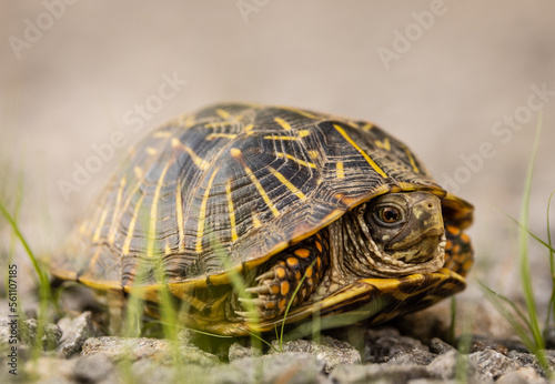 turtle on the grass