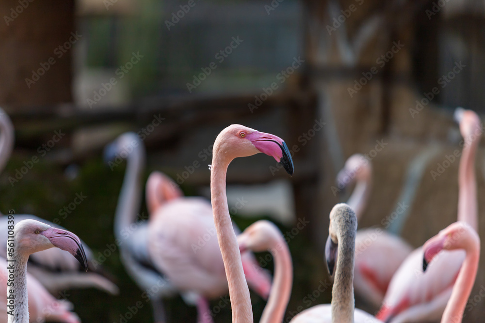 Fototapeta premium Phoenicopteridae - Flamingo portrait where the eye and long neck are visible. The photo has a nice bokeh with a blurred background.