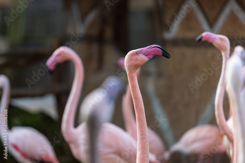 Phoenicopteridae - Flamingo portrait where the eye and long neck are visible. The photo has a nice bokeh with a blurred background.