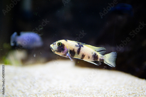 Metriaclima orange blotch