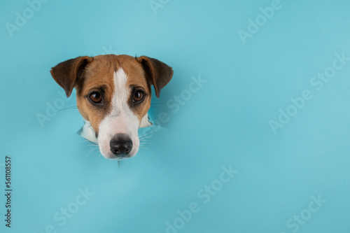 Funny dog muzzle jack russell terrier sticks out of a hole in a blue cardboard background. 