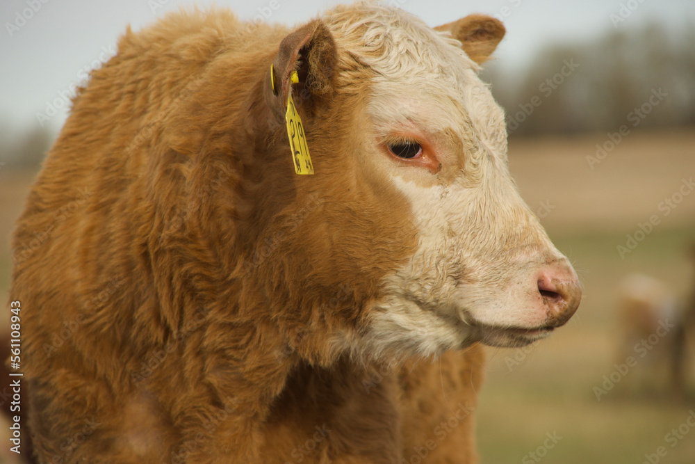 Fototapeta premium Side Profile of a Cow