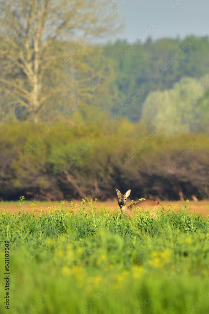 deer in the meadow deer in the meadow