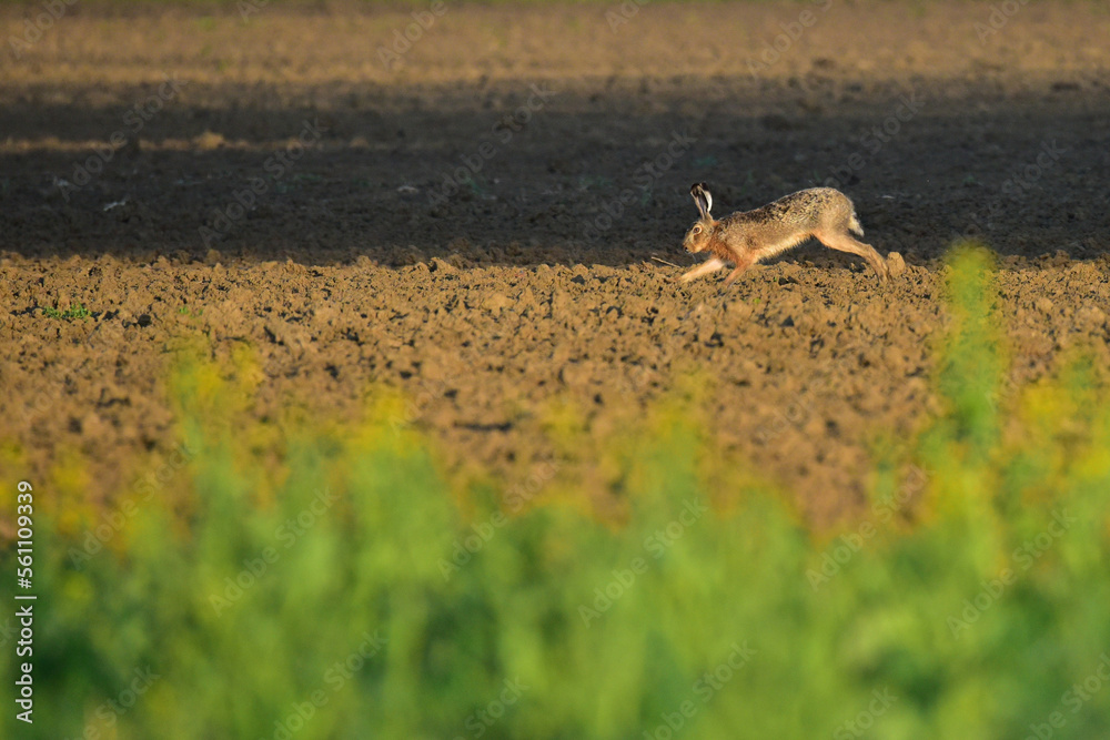 wild rabbit in the field