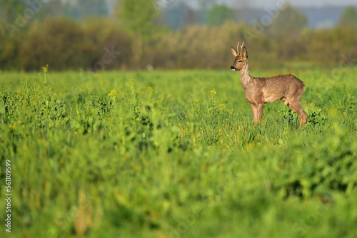 roe deer in the grass © Croato