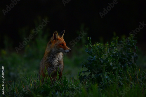 red fox at dawn