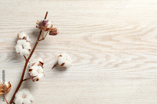 Dry cotton branch with fluffy flowers on white wooden table, flat lay. Space for text