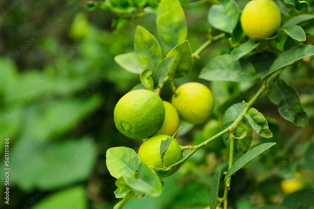 Ripe limes growing on tree branch in garden, closeup. Space for text